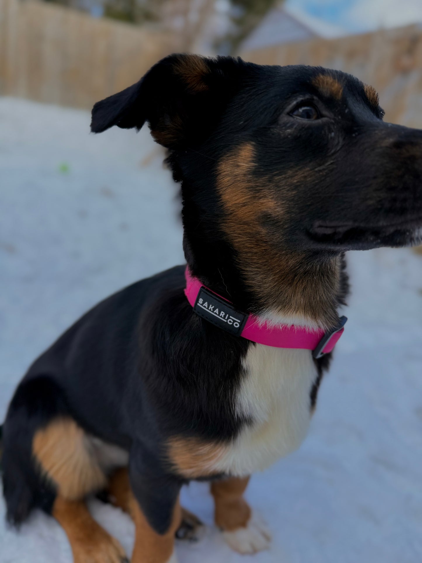 Splash Collar - Pink