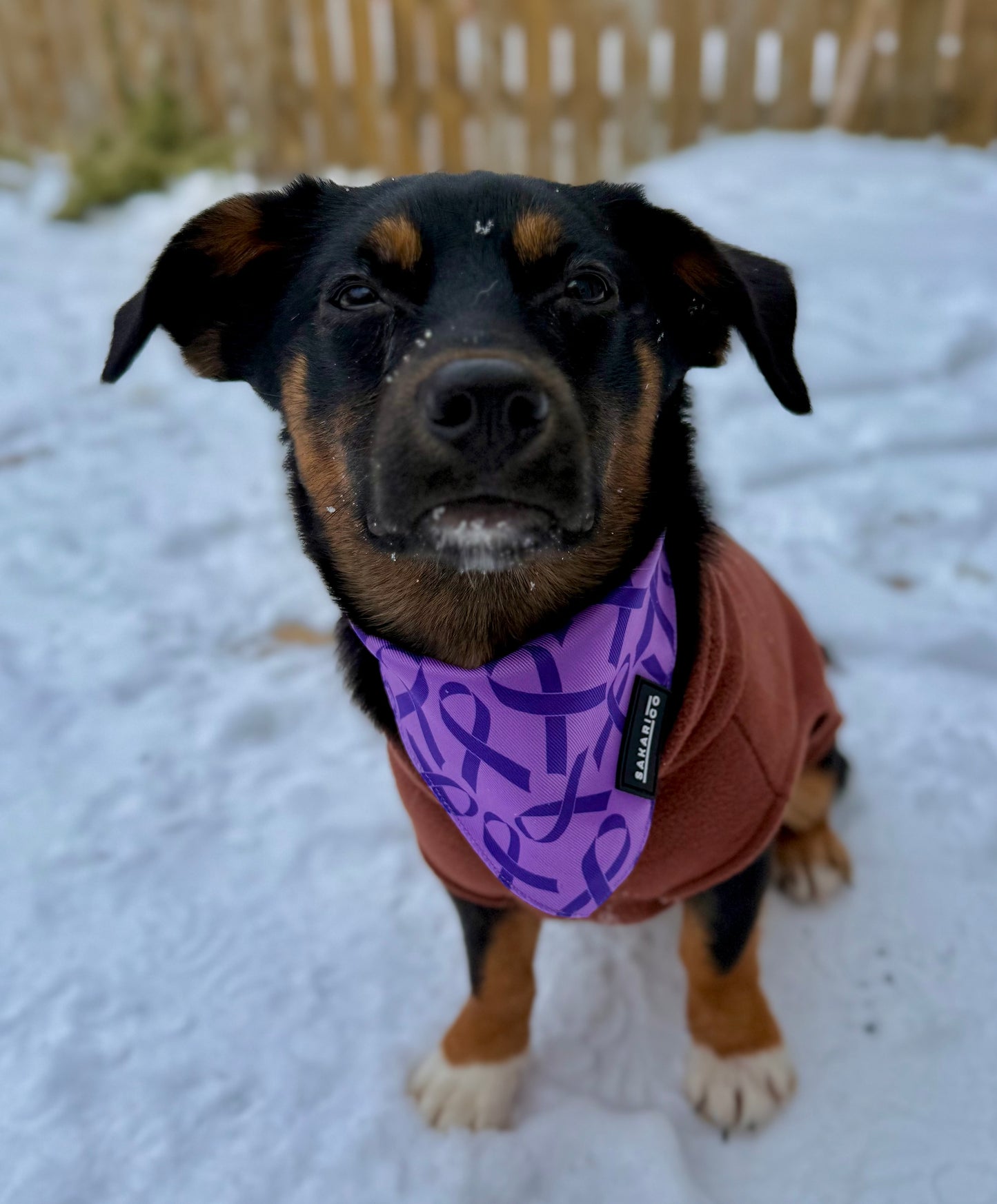 Purple Ribbon Pet Bandanas