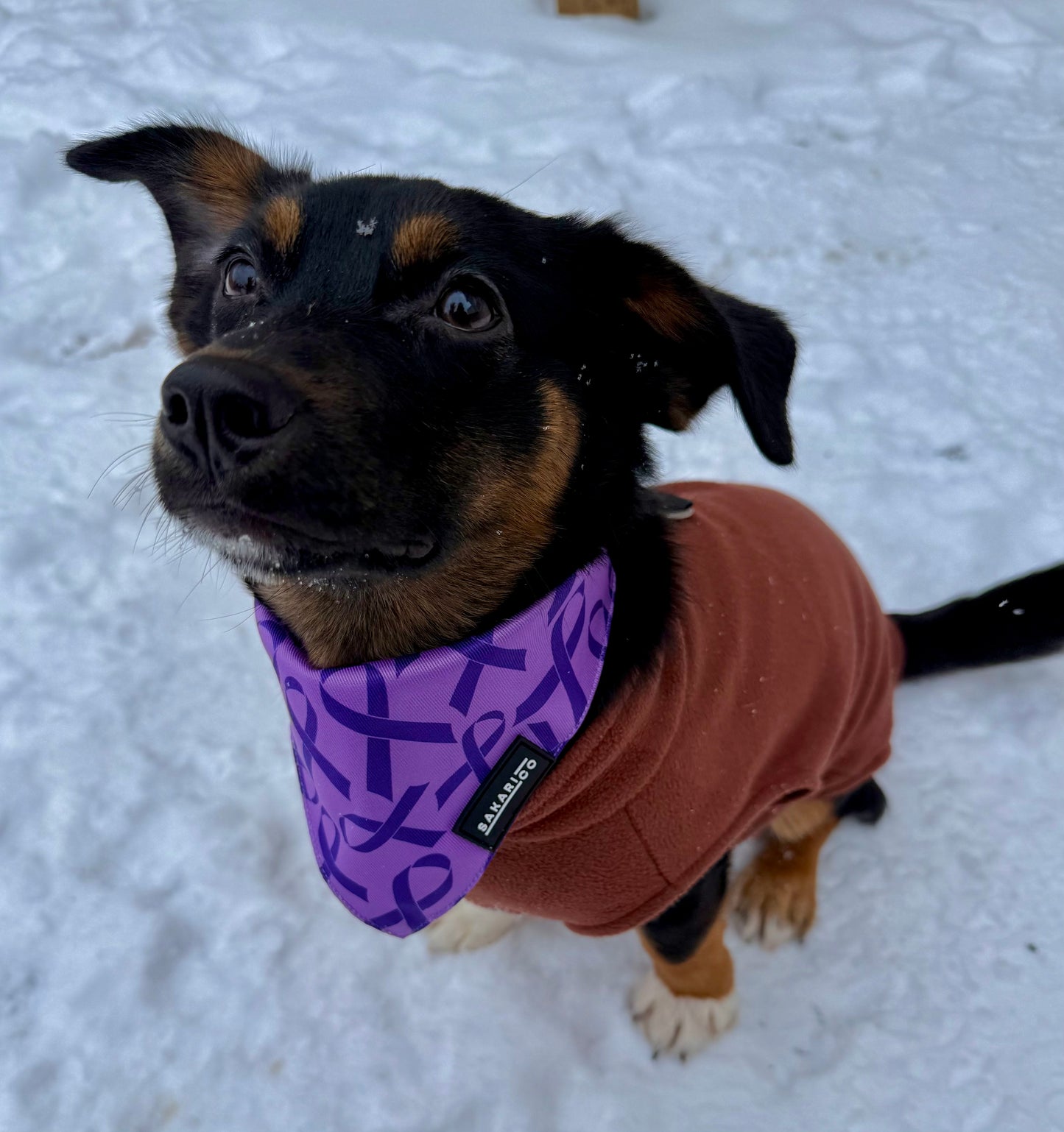 Purple Ribbon Pet Bandanas